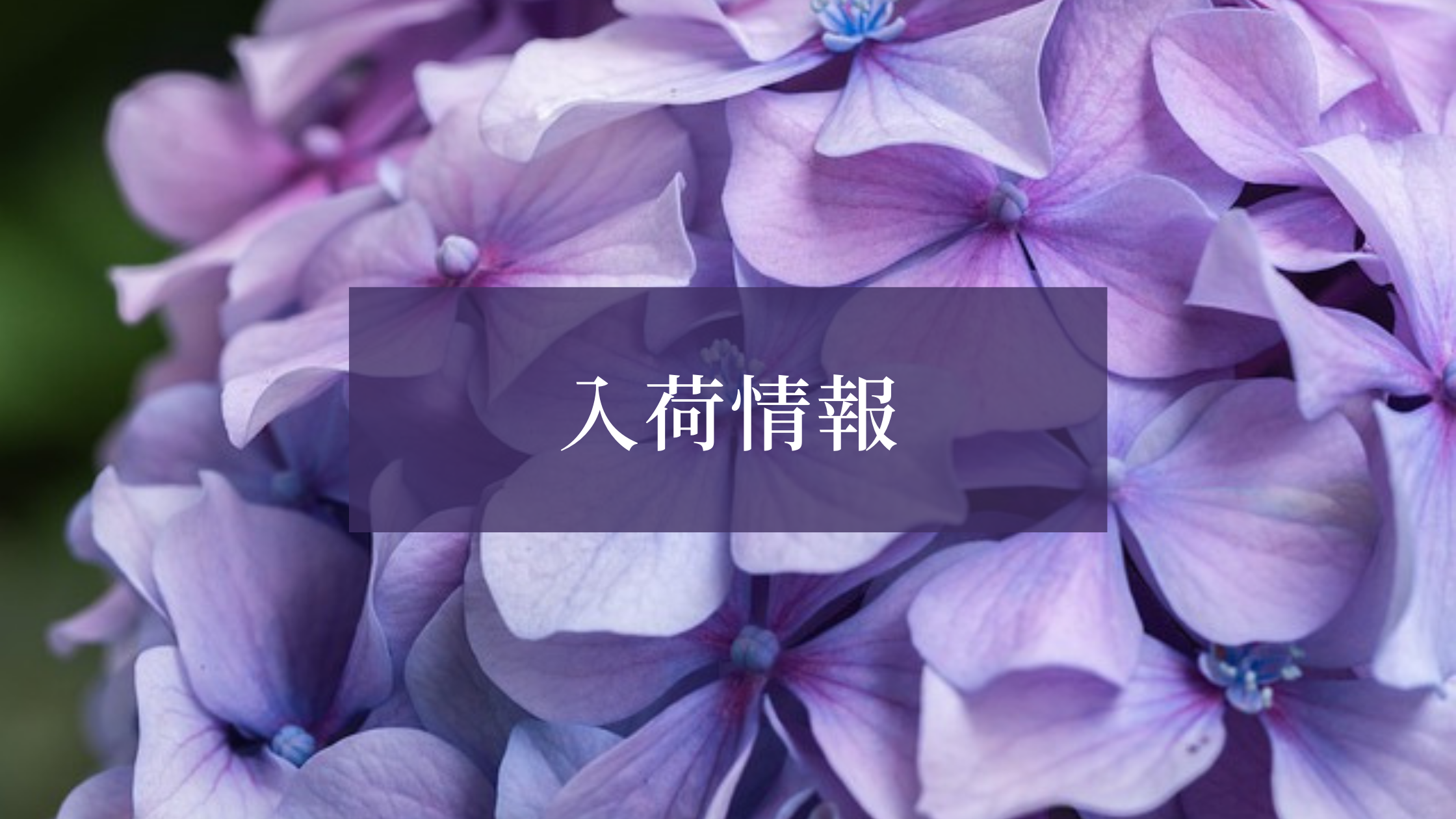 入荷情報